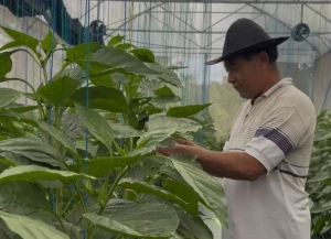 Petani Tabanan mengelola paprika organik di greenhouse dengan dukungan pembiayaan BRI _ bhi-ist